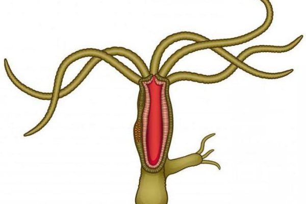 Kraken darknet kraken darknet 2n com