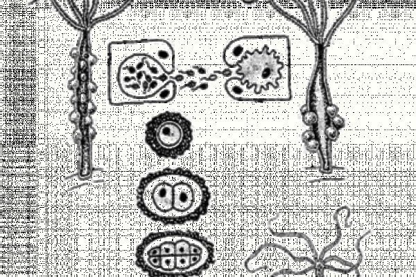 Kraken смылка