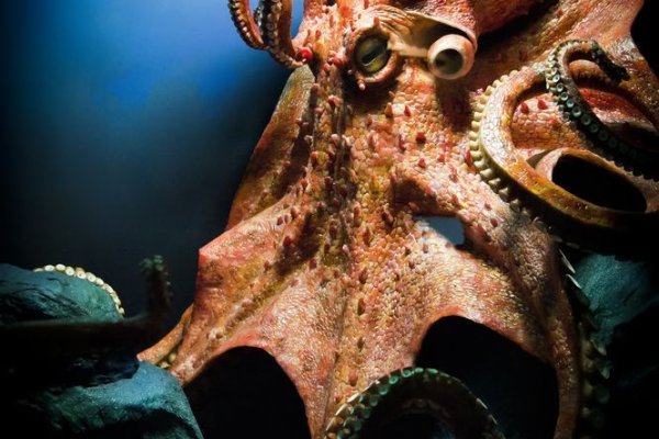 Kraken ссылка tor официальный сайт