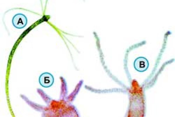 Kraken kraken link24 info